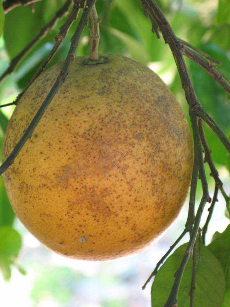            Fruit (Winter Haven, FL)   